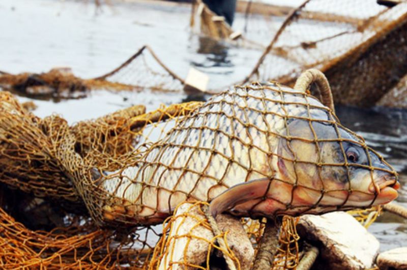 В Славянском районе возбуждено уголовное дело о незаконной рыбной ловле.