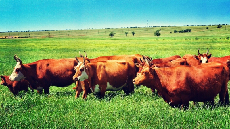 Коровы калмыцкие мясные